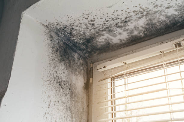 Trusted Commercial Mold Remediation service in Braintree, MA - Cheap Mold Removal